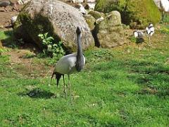 149 BIO PARC DE DOUE LA FONTAINE 6- 2016_000042